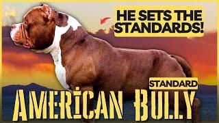 American Bully Standard Is he the best size? We answered many of your questions