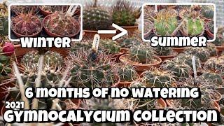 Gymnocalycium Collection Tour Oct 2021  before and after  Cactus winter and summer look