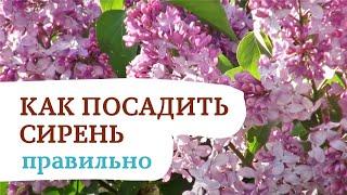 Сажаем сирень правильно