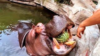 Hippo eating watermelon  Hippopotamus eating show  