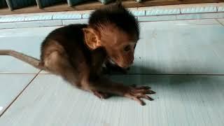 baby monkeybayi monpai ngambek. habis mandi ga mau diajak berjemur