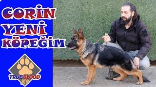 YENİ KÖPEK ALDIM ALMAN KURDU - YAVRU ALMAN KURDU CORİN