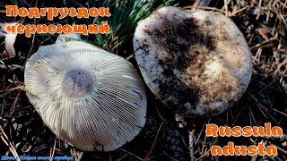 Подгруздок чернеющий - гриб только для засолки  Russula adusta