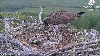 And yet another early morning fish from Louis the Loch Arkaig Osprey number four today 19 Jun 2024