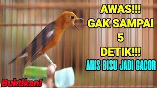 PUTAR 5 DETIK SAJA DIJAMIN ANIS MERAH ANDA SEKETIKA GACOR DAN LANGSUNG TELER