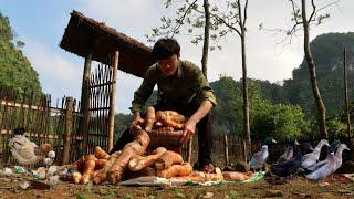 Ep 102 Harvesting cassava roots and drying them. Preserve seedlings to plant for the next crop