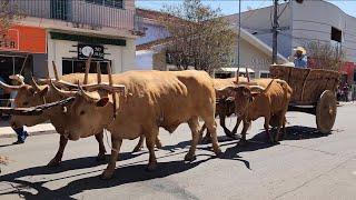 Encontro De Carreiros Em Botelhos Mg