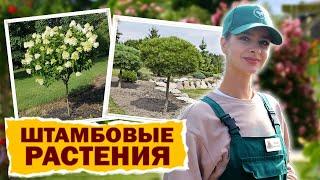 КУЛЬТУРЫ НА ШТАМБЕ СРОЧНО УКРАСЬТЕ ВАШ САД #сад #цветы #штамб