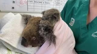 Koala Mum and Joey Receiving Treatment at Currumbin Wildlife Hospital