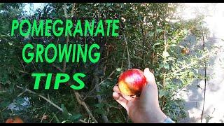 Pomegranate Growing Tips  Only Video You Need To Watch