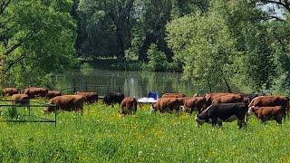 Телочки весело гуляют и кушают травку. Хороший майский день  ️