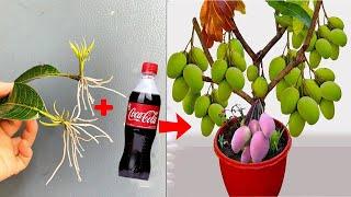 SPECIAL TECHNIQUE for propagating MANGO leaves with quick stimulating cocacola