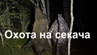 Охота на кабана  Секач 166 кг.