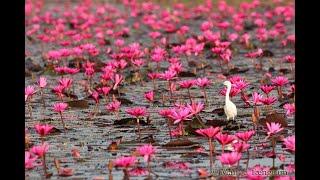 สารคดีเสน่ห์สัตว์โลก   ตอน ระบบนิเวศน์ที่สมบูรณ์แบบและหลากหลายที่สุดในโลก