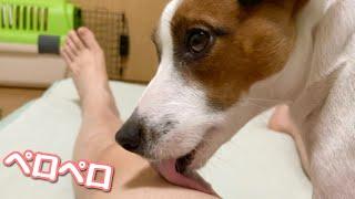 Dog licks my legs  風呂上がりの飼い主の足を舐める犬