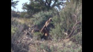 Sasquatch on Camera Carrying a Deer on Navajo Tribal Lands