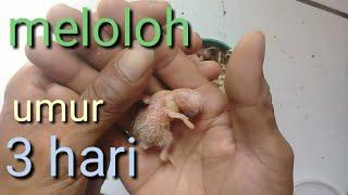 Meloloh anak burung lovebird