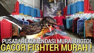 SIDAK  SPESIALIS MURAI TROTOLAN FIGHTER HARGA MURAH GRATIS ONGKIR DI ALESHA MURAI BATU JAKARTA