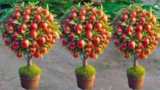 How To Grow Apples Trees From Apples Fruits  growing apples plants from seed