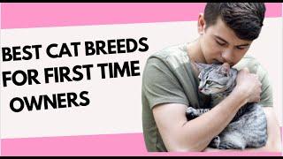 10 BEST CAT BREEDS FOR FIRST TIME OWNERSBEGINNERSALL CATS #catviralvideos #catviral #dothis #cats