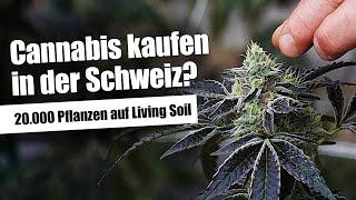 Cannabis kaufen und Anbau auf Living Soil - grashaus Pilotprojekt in der Schweiz