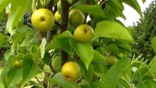 Large Korean Asian Pear Tree