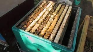 ошибки пчеловода - сокращение гнезда у пчел весной не нужная работа и лишнее беспокойство пчел