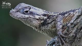 Texas spiny lizards  The best close-up video you will ever see