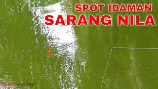 Terbukti.. Mancing Ikan Nila Babon Liar Di Rawa Panen Strike  mancing liar