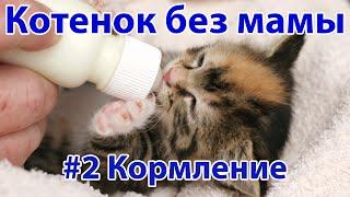 Котёнок без мамы. Кормление котёнка #2  Актуально