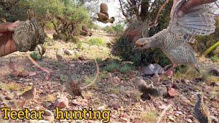 Teetar ka shikar  grey partridge hunting Teetar shikar karne ka Tarika  ग्रे फ्रेंकोलिन शिकार जाल