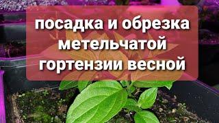 посадка и обрезка метельчатой гортензии весной. годовалые саженцы