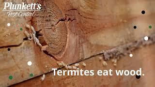 Where Do Termites Come From?  Plunketts Pest Control