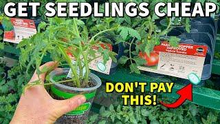 How To Get CHEAP PLANTS For Your Garden Dont Get RIPPED OFF