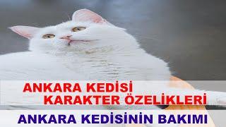 ANKARA KEDİSİ BAKIMI ÖZELLİKLERİ ANGORA KEDİSİ