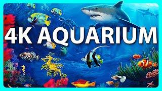 Das beste entspannende Aquarium 4K  Schlafen Entspannen Meditieren - 2 Stunden - 4K UHD