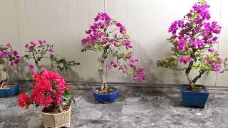 Phong cách Bonsai Hoa Giấy của nhà vườn Tứ Xuyên TQ