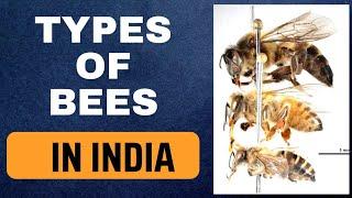 Types of Bees in India  APIs Dorsata APIs Melifera APIs Cerana APIs Florea Identifications