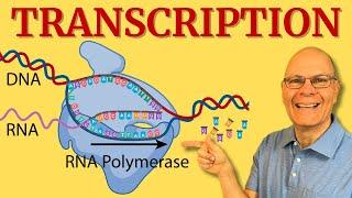 Transcription What Every AP Bio Student NEEDS to Know