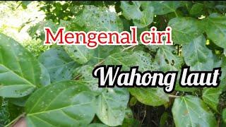 Mengenal ciri-ciri wahong laut sebagai bahan bonsai