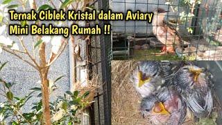 Ciblek Kristal Bersarang Lagi di AVIARY MINI Luas 3x4 Meter 