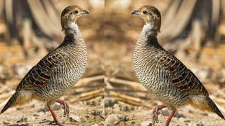 teetar ki Awaz Partridge sounds Francolin voice long voice #teetar #sounds #voice #wildlife #birds