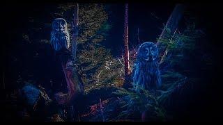 12 Hours Owl Forest Night Sound Sleep Relax