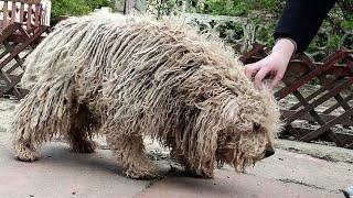 YOU WONT BELIEVE how this DOG looks before shaving all this matted fur we paid for shaving him