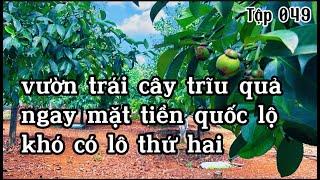 chú nam rao bán vườn trái cây trĩu quả nằm ngay mặt tiền quốc lộ ở bà rịa vũng tàu