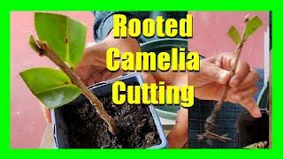 How To Grow Camellias From Cuttings  Camellia Plant Propagation From Cuttings