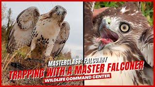 Trapping Red-Tailed Hawks With A Master Falconer - Ep. 6