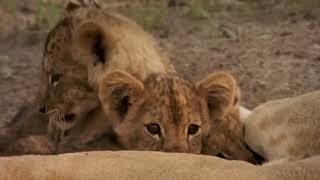 Monkey Hunters Baboons Vs Lions Documentary