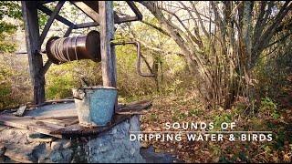 Dripping Water and Bird Sounds Nature Sounds No Music Birds Water Sounds Birds Singing Ambience