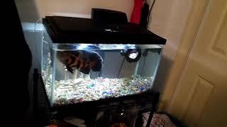 20 gallon tank for Oscar